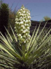 Ever Wonder How Yucca Got it’s Name? Screen shot 2014-04-05 at 8.32.53 AM