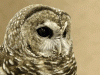 How to Find a Mexican Spotted Owl and Other Birds 606257_370