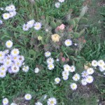 Flowers along Salmon Run Trail