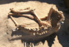 An Ancient Horse Is Unearthed in a Utah Backyard The skeleton during excavation. Some of the bones were damaged from exposure to the elements. CreditRick Hunter