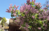The Taos Lilac Festival is blooming in Taos, NM! Screen Shot 2018-05-18 at 10.37.52 AM