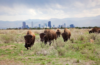 10 Things to Know About Colorado Screen Shot 2020-04-14 at 12.07.55 PM