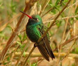 A hummingbird sitting on top of a tree branch.