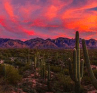 sunset over Tucson,AZ. cacti looming in the foreground