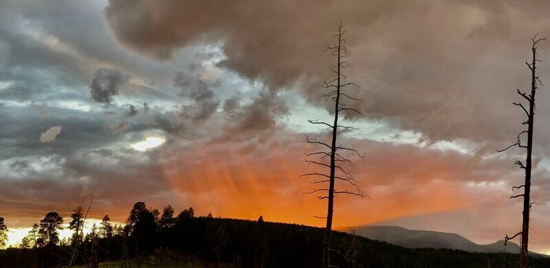 Valles Caldera Backcountry- burned trees still standing