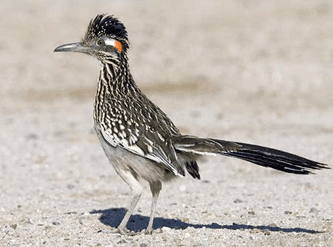 roadrunner bird