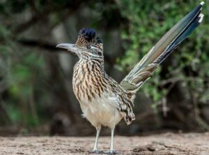 roadrunner standing in the road