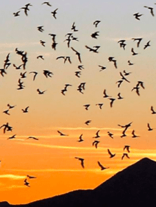 bats in the summer evening sky