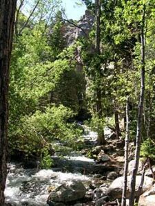 green leafed trees lining the Zapata Falls creek