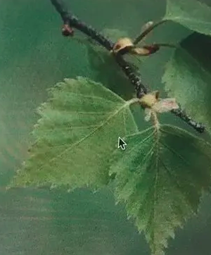 birch tree leaf