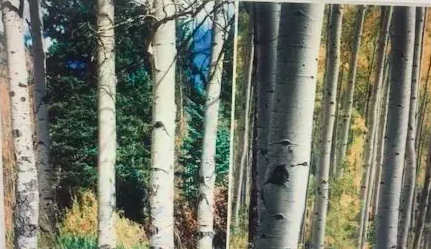 aspen and birch trees in the forest