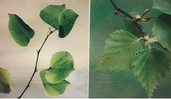 aspen and birch leaves