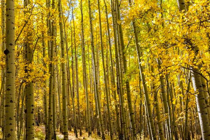 a grove of aspen trees
