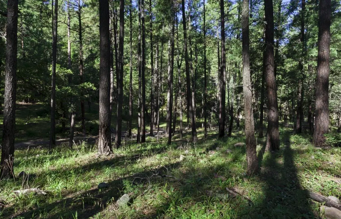 sunshine filtering through pine trees