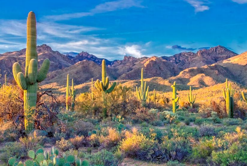 Arizona landscape with tall saguaros against a mountain background